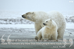 Polar Bear Quotes