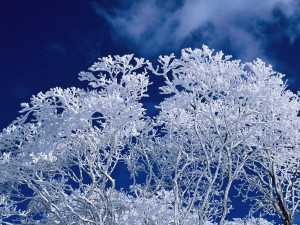 Nature_Seasons_Winter_Winter_frost_branches_006462_.jpg
