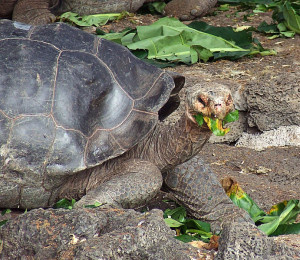 Galápagos tortoise - Chelonoidis nigra