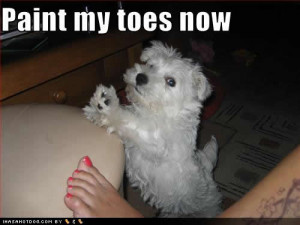 ... dog quotes famous dog quotes love dog quotes and quotes about dogs