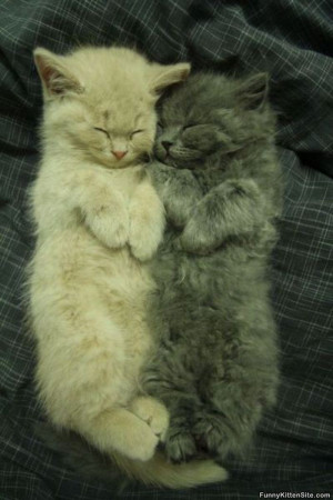 Cute_Kitties_Sleeping_Together