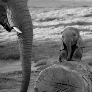 Baby Elephant With Mother - elephants Photo