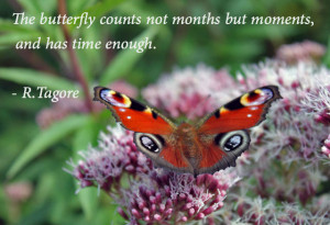 The butterfly counts not months but moments,