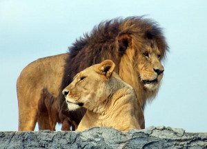... lion and like a lioness; who will dare rouse him? ” (Numbers 24:9