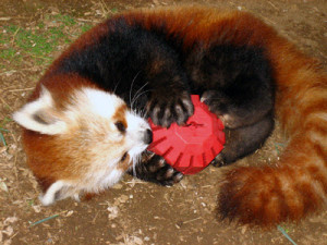 El Panda Rojo, panda menor (Ailurus fulgens en idioma científico ) :