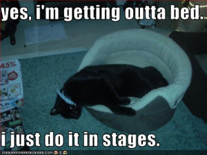 funny-pictures-cat-gets-out-of-bed-in-stages.jpg