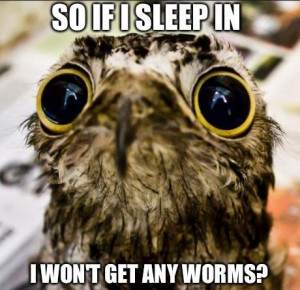 Meme: Sad Baby Owl – So if I sleep in…