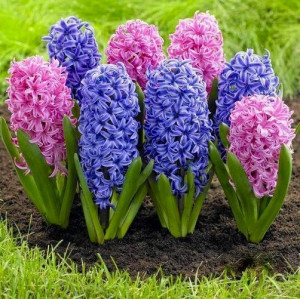 Hyacinths via So Many Things on Facebook