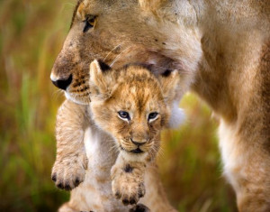 Photo: A lioness carrying her cub in Masai Mara National Park, Kenya