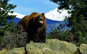 Angry bear standing on big rock