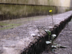 Brave Flower in the Rain [beautiful gif animation and quotes] | Furry ...