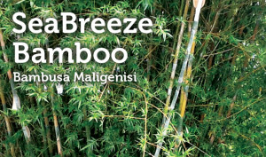 free range bamboo and we do not compromise on our bamboo quality ...