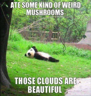 funny panda bear