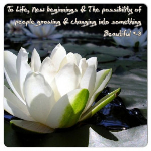 The meaning to the lotus; to life, new beginnings & the possibility of ...