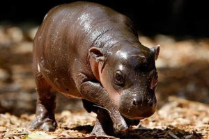 Baby Pygmy Hippo – Rare and Extremely Cute