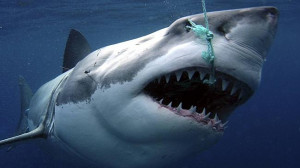 The WA Government is planning to get tougher on protected great white ...
