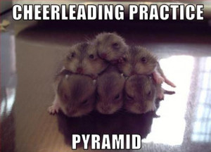 ... of 60 funny animal pictures with captions to make them look funnier