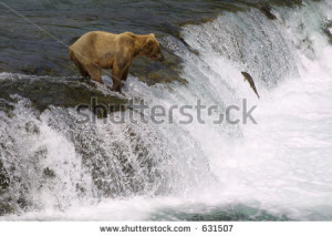 Related Pictures leaping salmon