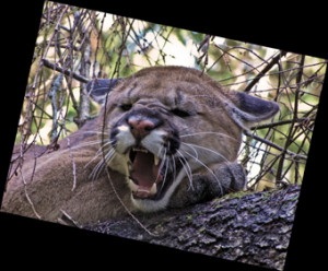 BC Cougar Hunting on the coast of British Columbia in Canada