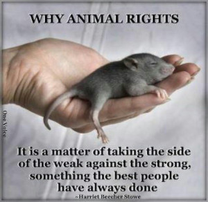Why animal rights... •( )•