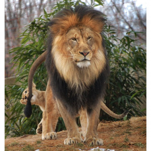 ... lion cub Lusaka grabs her father Luke's tail between her teeth