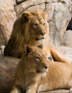 Lion and Lioness