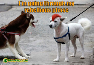 Rebellious Dog with a red mohawk