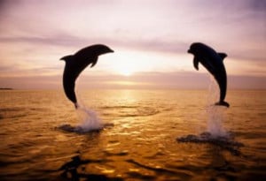 inspirational dolphin quotes - Mike Hill / Photographer’s Choice ...