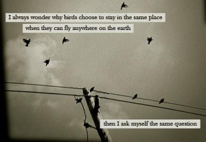 always wonder why birds choose to say in the same place when they ...