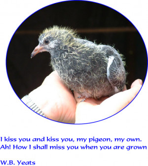 Some pigeon and dove quotes that I like