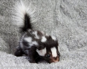 ... of all mammalian babies (although baby skunks are damned cute too