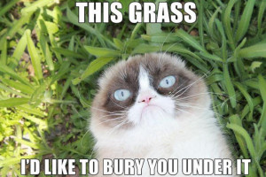 Thousands of memes have been created featuring the cranky cat
