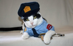 police cat, cat, cat photos, cat pictures, cute cat photos, cute cat ...