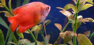 Red Flame Dwarf Gourami (PIC)