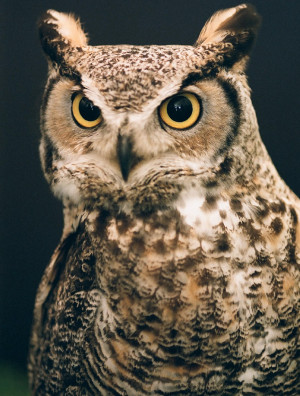 portrait of a great horned owl pentax user photo gallery