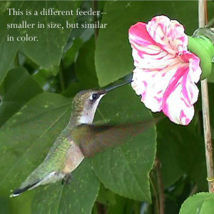 Love hummingbirds
