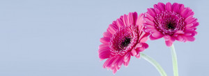 flowers with blue background for facebook timeline cover background ...