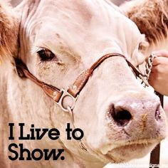 show cattle quotes google search more cattle showing house design ...