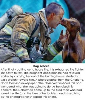 animal rescues