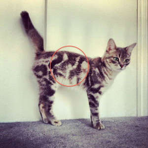 catception-cat-has-cat-markings-on-cat.jpg