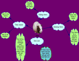 Related Pictures funny quotes about guinea pigs 1