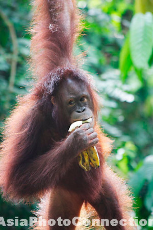 orangutan at sepilok orangutan rehabilitation centre sabah malaysia