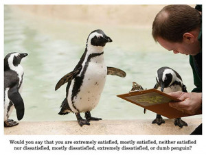 Penguins being surveyed