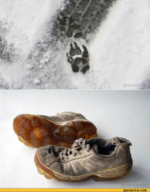 trail :: funny pictures :: shoes :: wolf