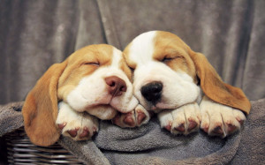 Beagle Puppies Sleeping