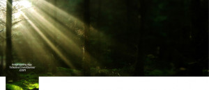 Morning Ray of Light in forest Facebook cover