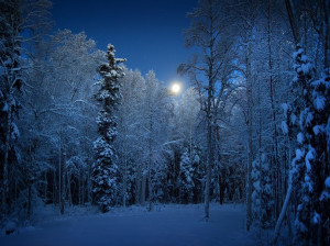 Picture of snow-covered trees in Alaska
