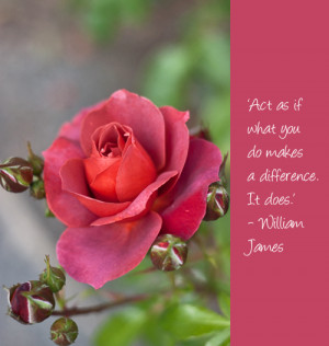 Pearls-of-Wisdom-Images-Rose-Flowerona.jpg