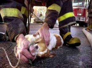 - weird news strange but true funny amazing pictures famous quotes ...