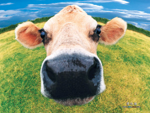 Funny Cow